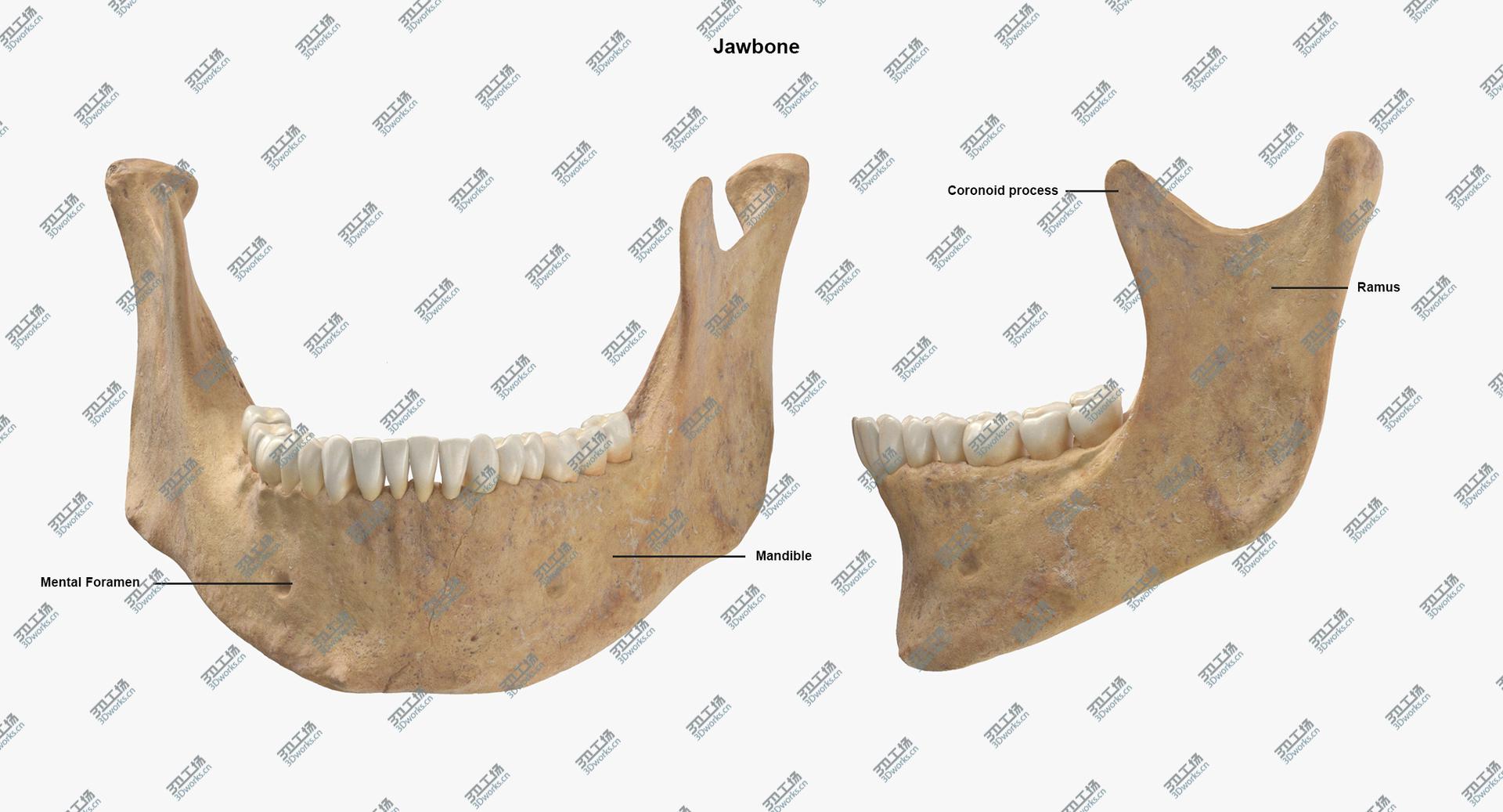 images/goods_img/202105073/3D model Real Human Male Skull Cranial 01 With Teeth/4.jpg